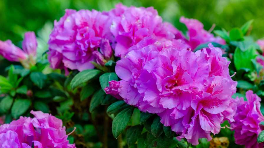 Encore Azaleas Program Expands