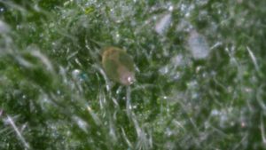 Biobest, Plant Products Partner on Plant Protection Solutions