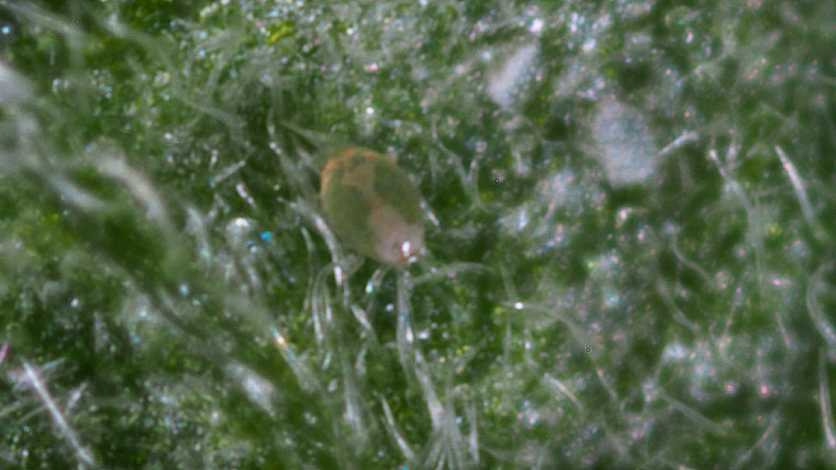 Broad mite polyphagotarsonemus latus Biobest Group