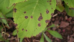 Ornamental Growers Have New Adepidyn-Based Disease Control Tool