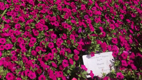 Top Performers and Favorites From Cornell University’s 2020 Annual Flower Trials