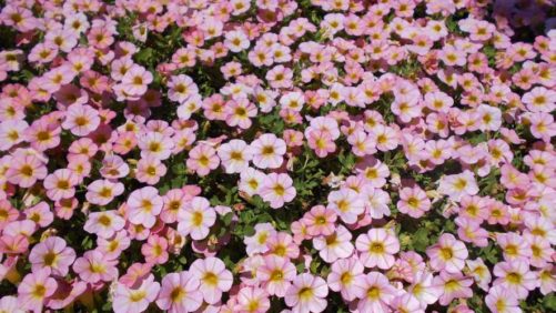 Get on the Plant Road With Proven Winners This Fall