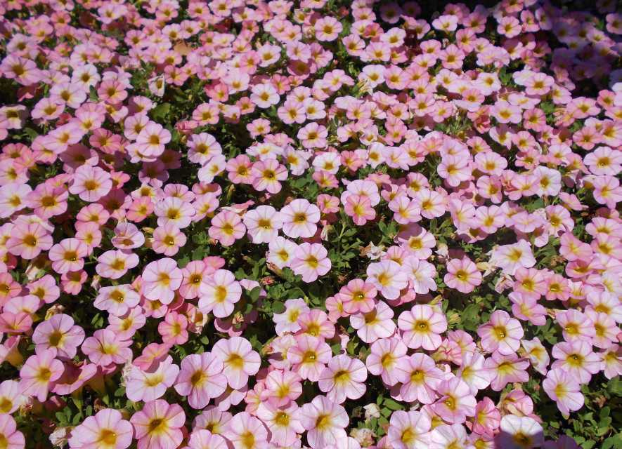 Cornell Trial Manager Favorite Calibrachoa Superbells Honeyberry Proven Winners