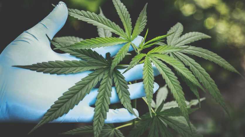 CropKing Cannabis