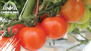 Check Out the Agenda for the University of Arizona’s Greenhouse Short Course
