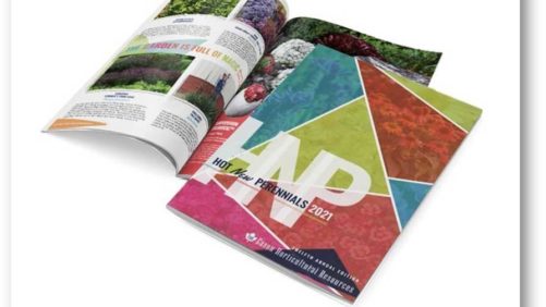 Eason Horticultural Resources Releases 2021 New Perennials Guide