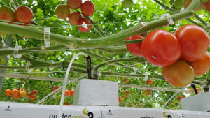 Why plants prefer coir, and growers as well