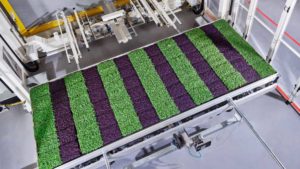 Leading Berry Grower and Indoor Vertical Farming Company Forge Partnership