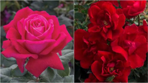 Star Roses Varieties Nab Awards for Ideal Garden Choices