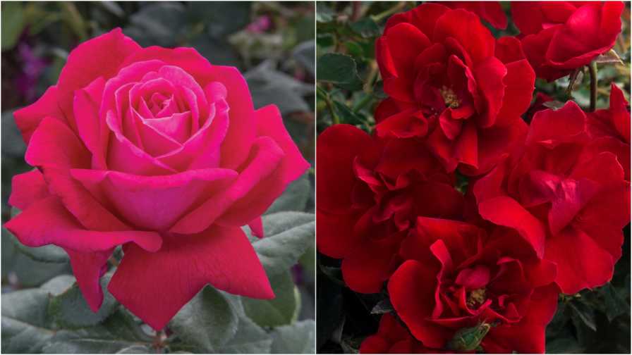 Star Roses Flowers