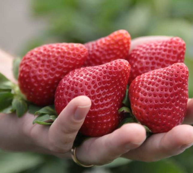 Strawberry 'Florida Beauty'