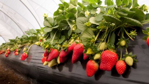 Why These New Strawberries Are Ideal for Greenhouse Production