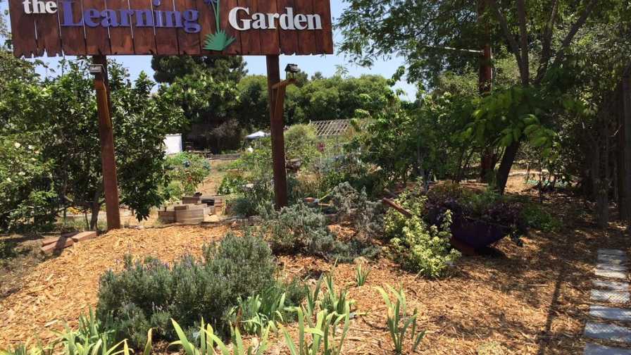 The Learning Garden therapy gardens