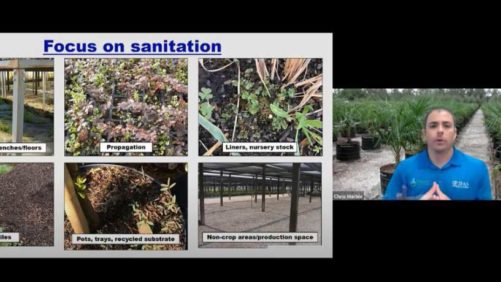 Expert Advice on Managing Weed Control Costs and Hydroponic Plant Health