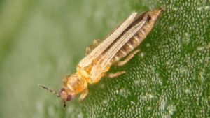 Why Controlling Western Flower Thrips Just Got a Little Easier