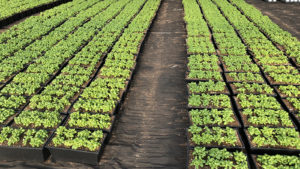 Canadian grower rolls out bottom heat like a carpet