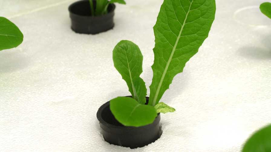 Hydroponic vegetable crop growing