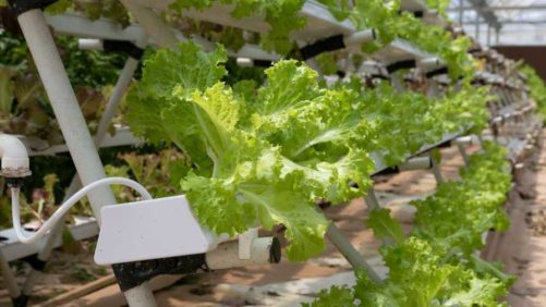 5 Questions to Ask Your Plant Nutrition Supplier