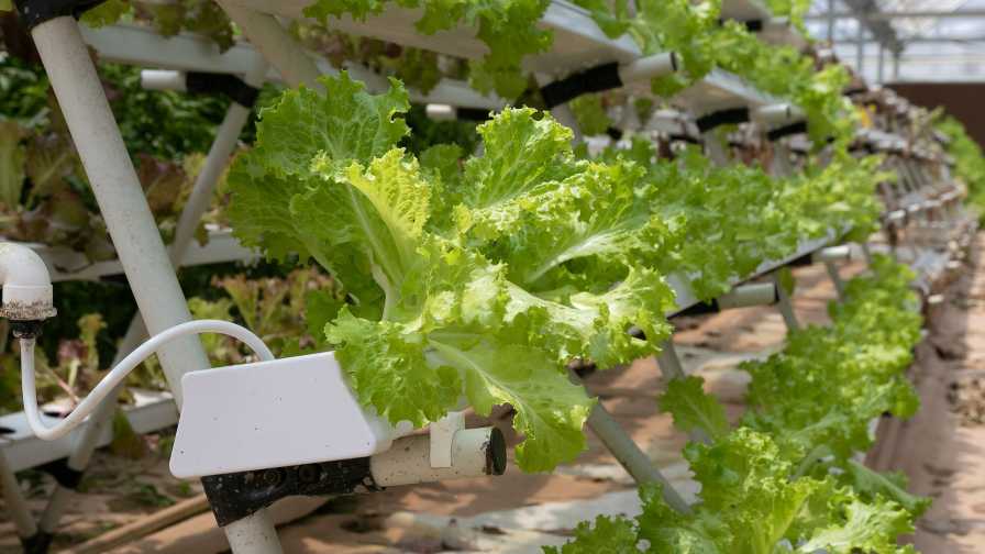 Hydroponic lettuce crop