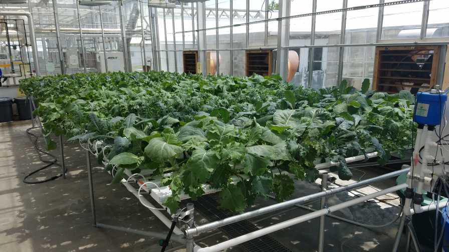 juvenile-sized kale plants
