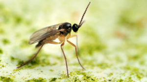 Active Ingredients in Growing Media to Suppress Insects from Below