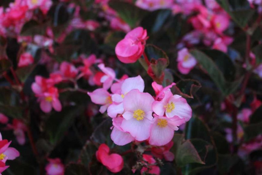 Begonia 'Viking Pink on Chocolate'