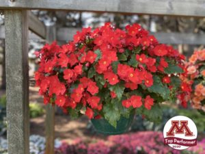 ‘Begonia Dreams’ Garden Macarouge