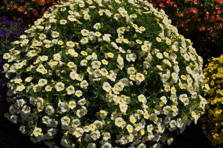 Best Calibrachoa: 'Cha-Cha Frosty Lemon' (Ball FloraPlant)
