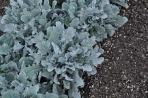 Best New Variety: Centaurea 'Snowy Owl' (Terra Nova Nurseries)