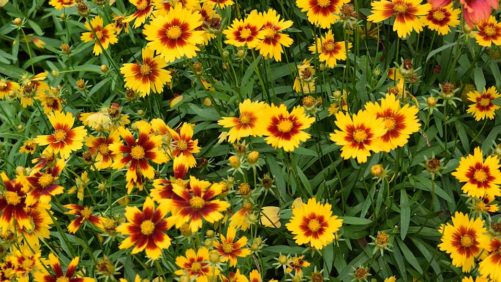 Survey Addresses How Consumers Perceive and Value Native Plants