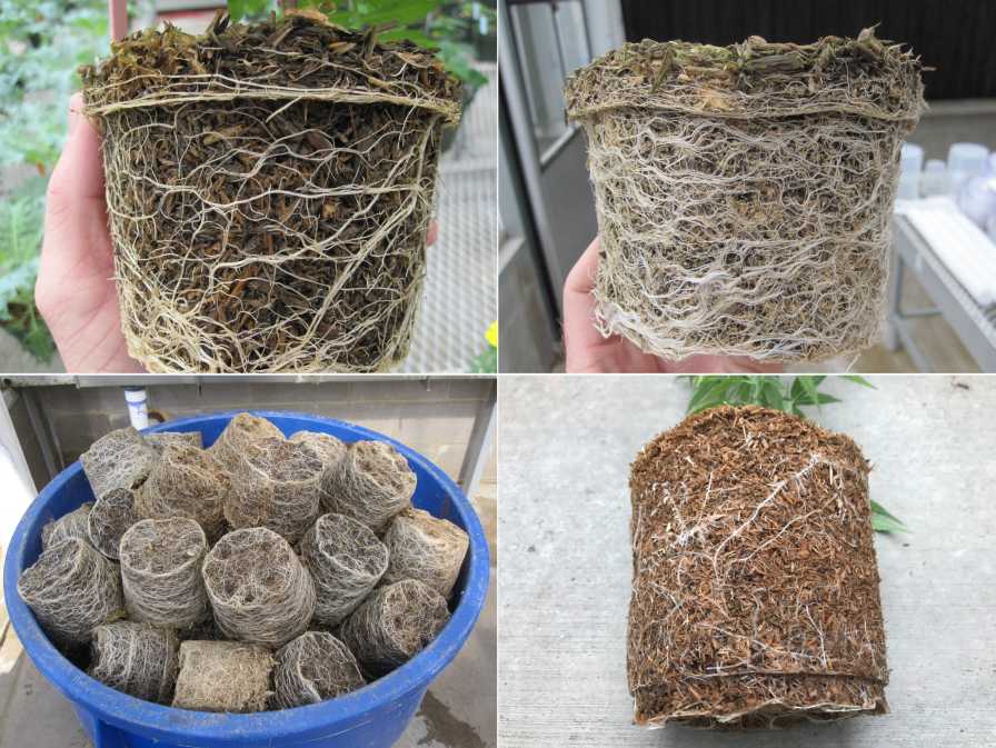 root balls of plants grown in 100% wood substrates