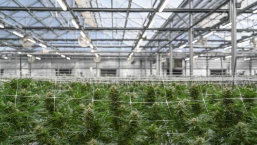 Why Your Voice Is Important in New Greenhouse Lighting Regulations