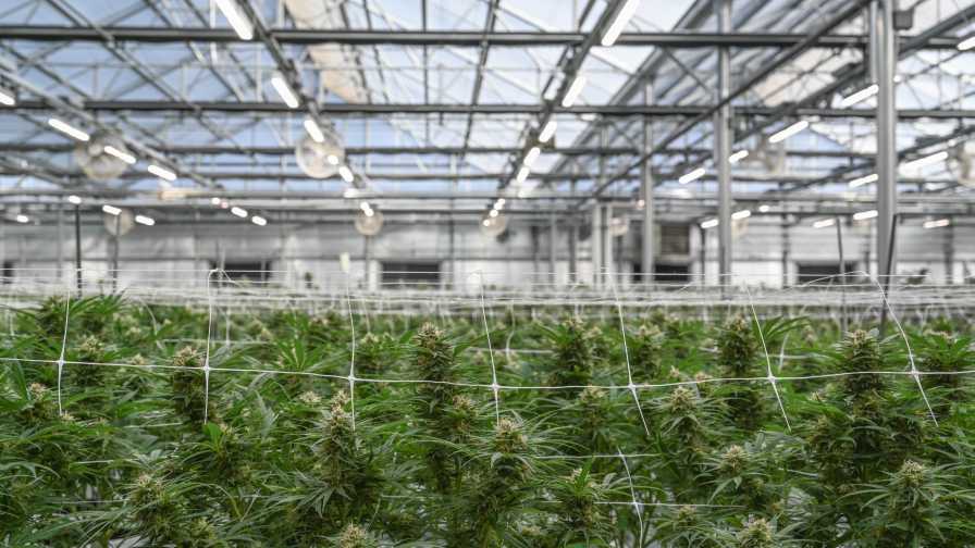 Fluence Cannabis Web greenhouse lighting