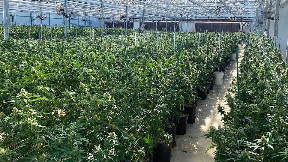 Harvest time at ForwardGro cannabis energy