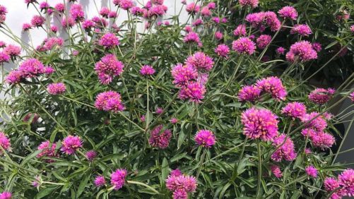 Reflections on New Plants As We (Hopefully) Move on From COVID-19