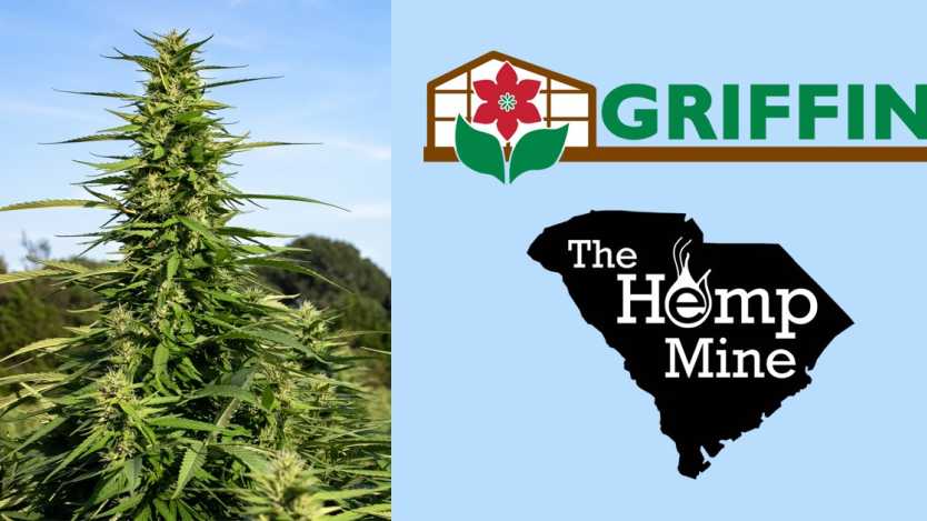 Griffin, Hemp Mine