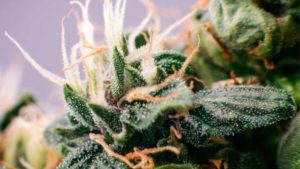 How Using Big Data Can Increase Your Cannabis Yield