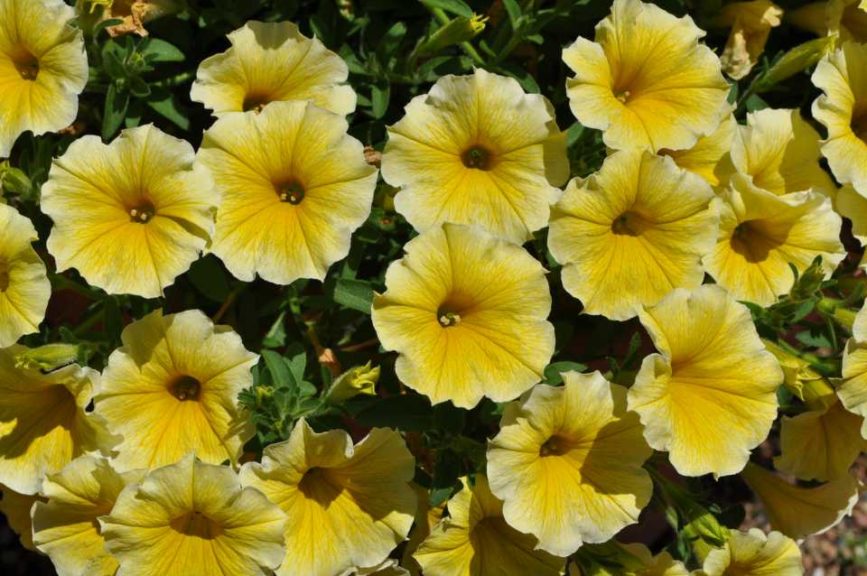 2020 Readers’ Choice Winner: Petunia ‘Bee’s Knees’ (Ball FloraPlant)