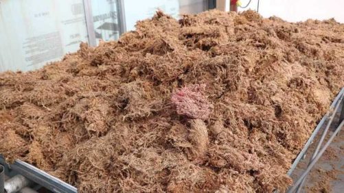 Ways To Keep Growing Media Safe for Your Plants