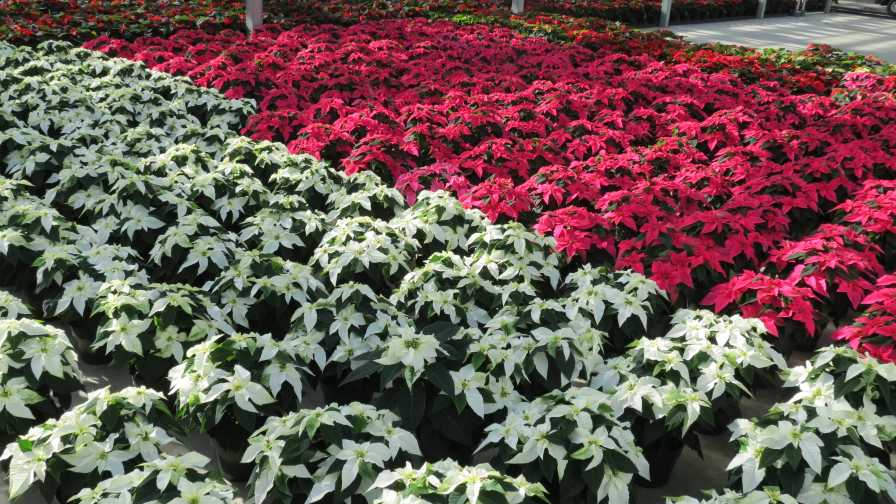 Suntory Princettia cuttings production