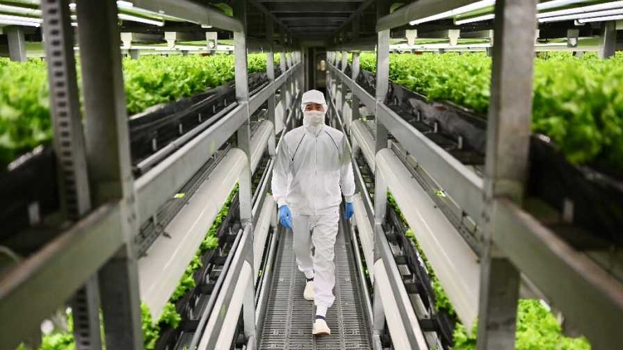 University of Tokyo Lettuce Heliospectra University of Tokyo
