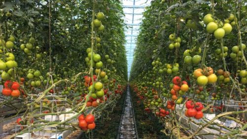 Registration Deadline Approaching for Greenhouse Crop Production Short Course