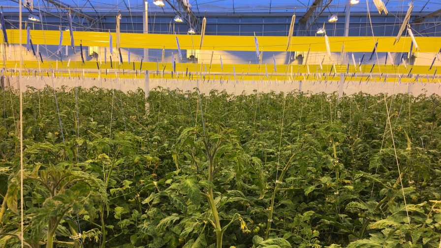 Lowered tomato plants in high-wire system