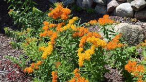 How To Educate Consumers About Solution Gardening