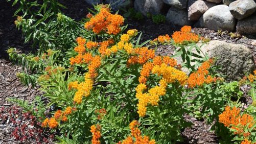 How To Educate Consumers About Solution Gardening
