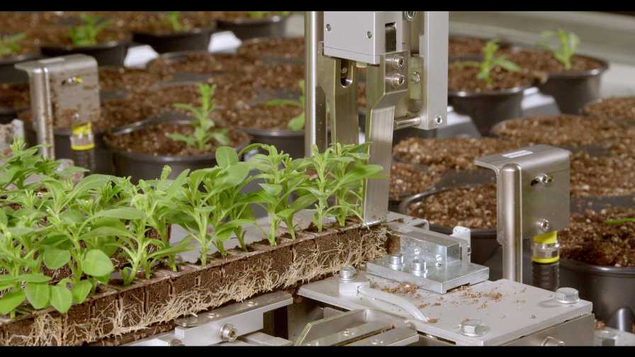 How Plant Cuttings Automation Continues to Evolve - Greenhouse Grower