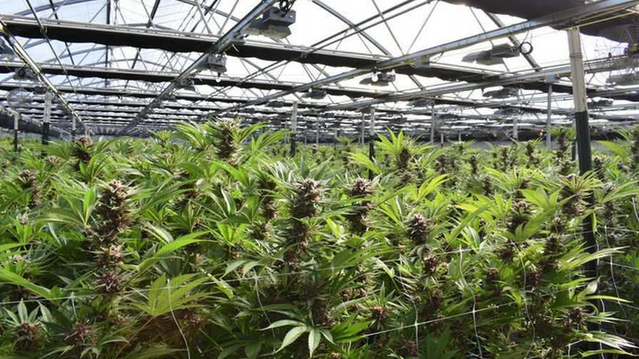 Cannabis Photo Getty Images cannabis businesses