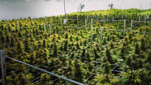 Leading Grower Canopy Growth Expands With Acquisition