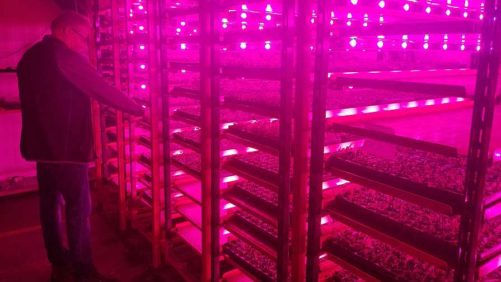 5 Tips to Improve Indoor Propagation of Cuttings and Tissue Culture Plants