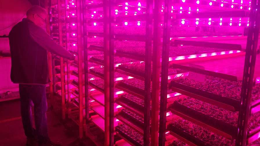 LED light bays at Battlefield Farms